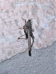 Metrodorinae