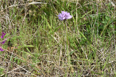 Neotinea tridentata tridentata