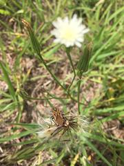 Spilostethus rivularis