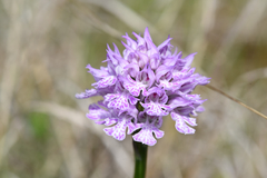 Neotinea tridentata tridentata