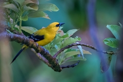 Icterus nigrogularis