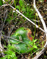 Holothrix burchellii