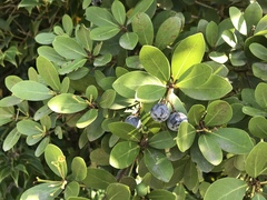 Machilus obovatifolia