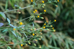 Bidens pilosa pilosa