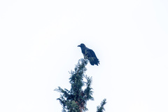 Corvus macrorhynchos