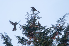 Hypsipetes amaurotis