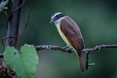 Pitangus sulphuratus