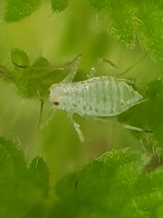 Microlophium carnosum