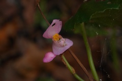 Begonia chitoensis