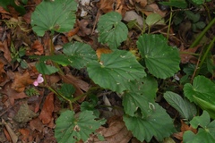 Begonia chitoensis