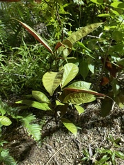 Excoecaria cochinchinensis