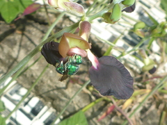 Euglossa