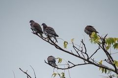 Patagioenas cayennensis