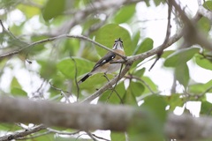 Cercotrichas quadrivirgata