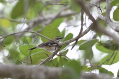 Cercotrichas quadrivirgata