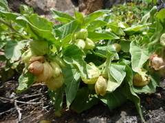 Physochlaina physaloides