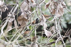 Spermestes bicolor nigriceps