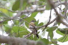Cercotrichas quadrivirgata