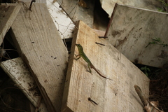 Anolis richardii