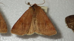 Diarsia