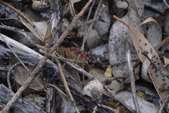 Myrmecia analis