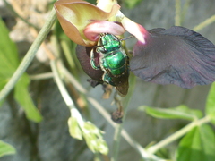 Euglossa