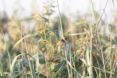 Cisticola galactotes