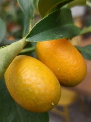 Citrus japonica