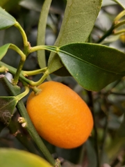 Citrus japonica