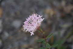 Pimelea rosea