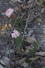 Pimelea rosea