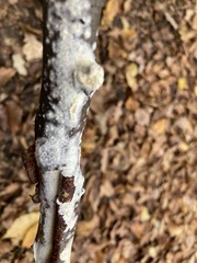 Phanerochaete laevis