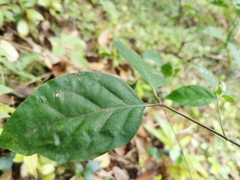 Peponidium celastroides