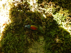 Carabus hispanus