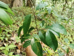 Peponidium celastroides
