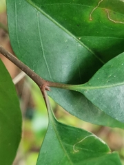 Peponidium celastroides
