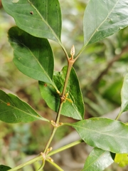Peponidium celastroides