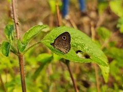 Ypthima tabella