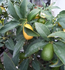 Citrus japonica