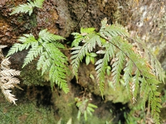 Pteris barklyae
