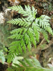 Pteris barklyae