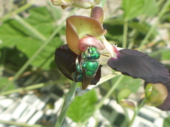 Euglossa