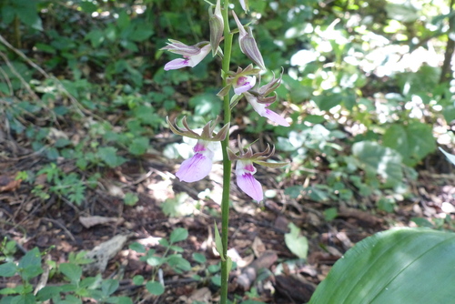 Eulophia guineensis