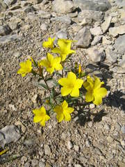 Linum campanulatum