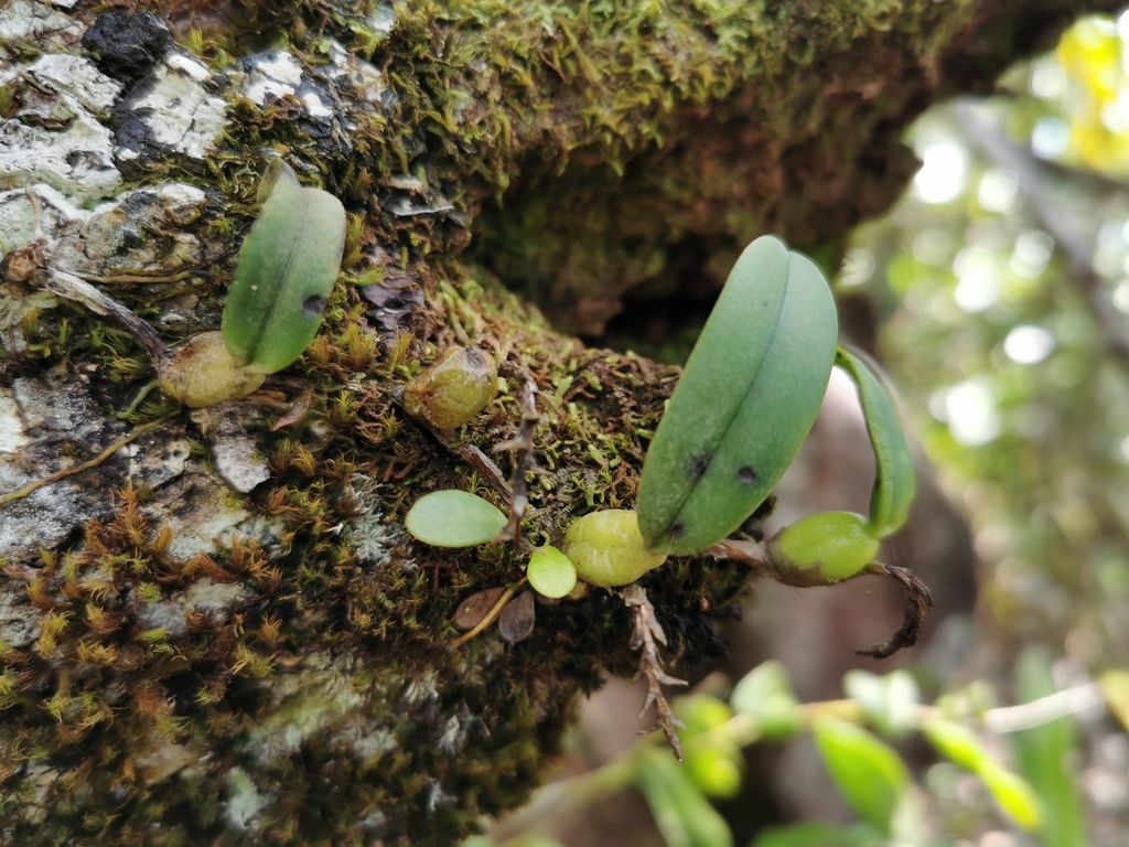 Bulbophyllum humblotii