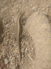 Eutropis multifasciata