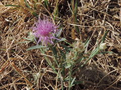 Centaurea deusta