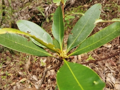 Campnosperma seychellarum