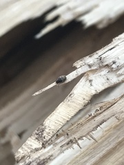Phloiophilus edwardsii
