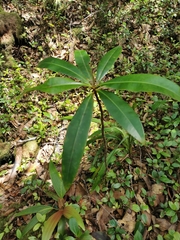 Campnosperma seychellarum